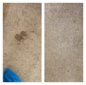 dog stain treated in Didcot