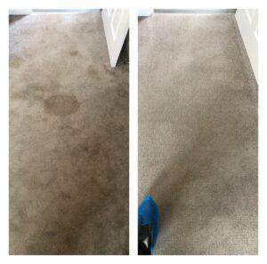 Abingdon stain removal carpet cleaning
